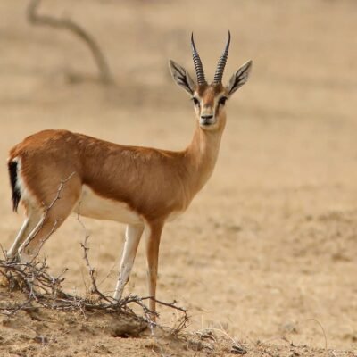 Gazelle
